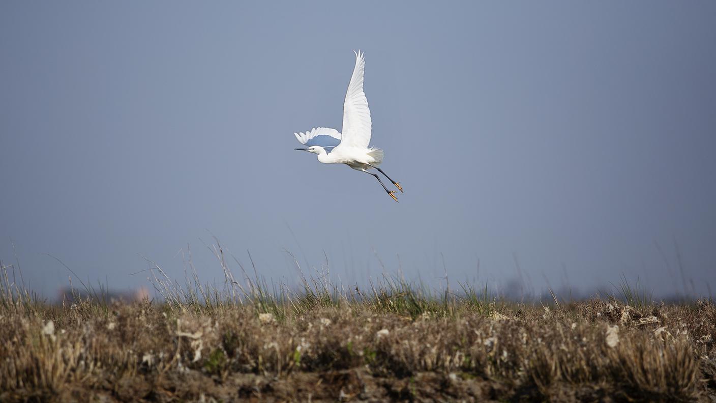 Una garzetta bianca prende il volo da una barena, terreno tipico della laguna veneziana spesso coperto dalle maree