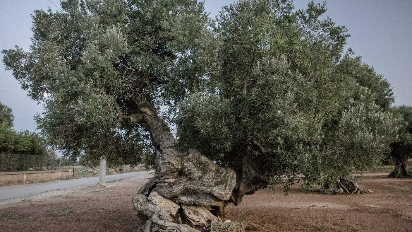 Valle degli ulivi millenari: un ulivo datato in circa 3mila anni, ingloba al centro del tronco un massetto antico-romano