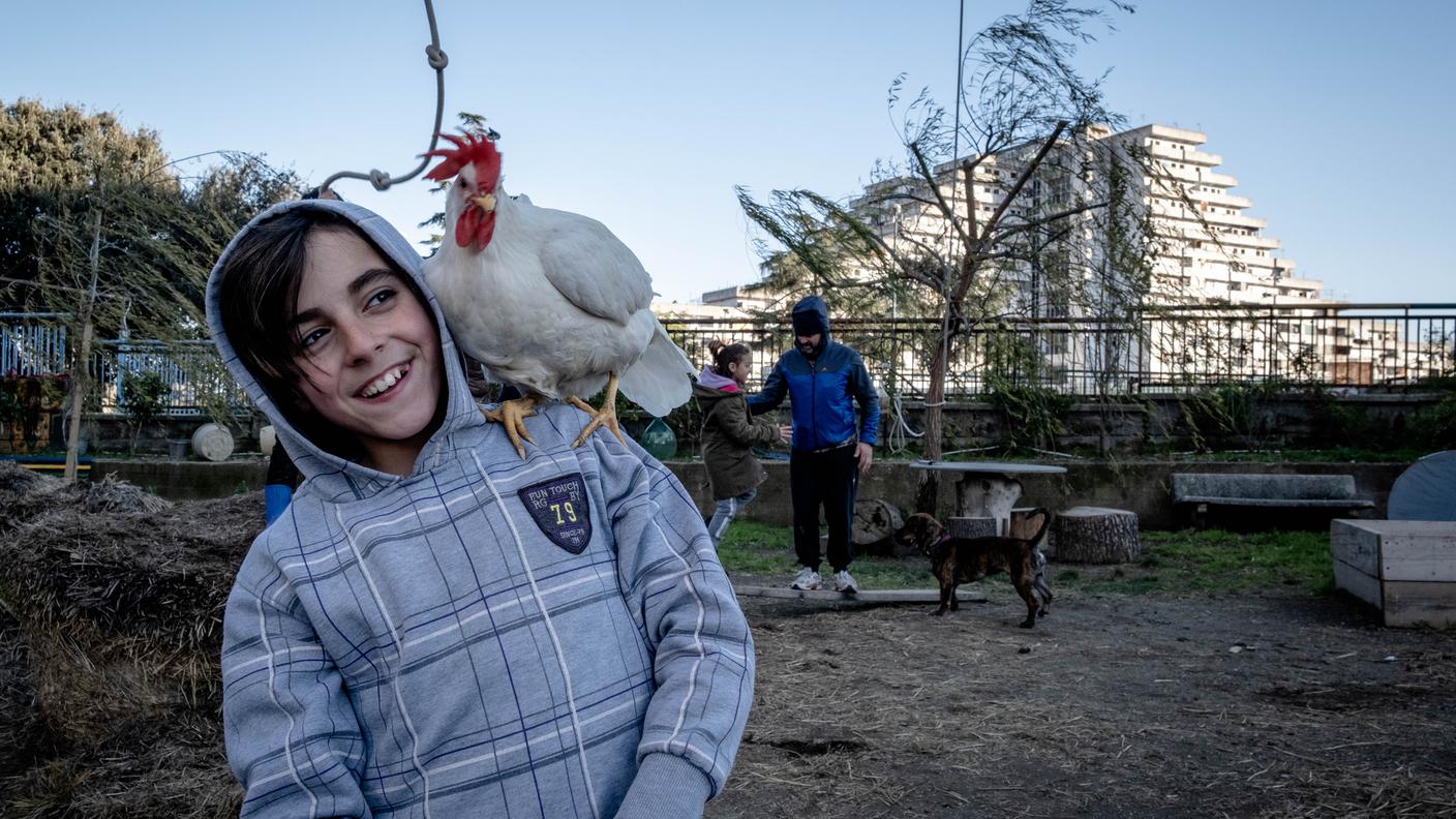 Lui è Diego. Lei è Titina, la gallina (un po'pazza). Sullo sfondo... le Vele