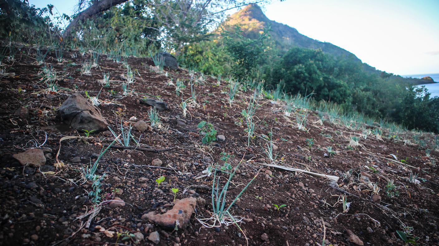 A Mayotte, come in molte altre regioni africane, la deforestazione viene praticata per fare spazio ad una 'attività agricola di sussistenza