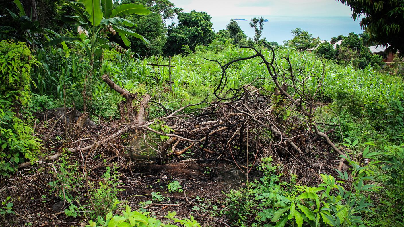 Il fuoco gioca un ruolo cruciale nel passaggio dal paesaggio forestale a quello agricolo, contribuendo a impoverire il terreno dei suoi elementi nutritivi