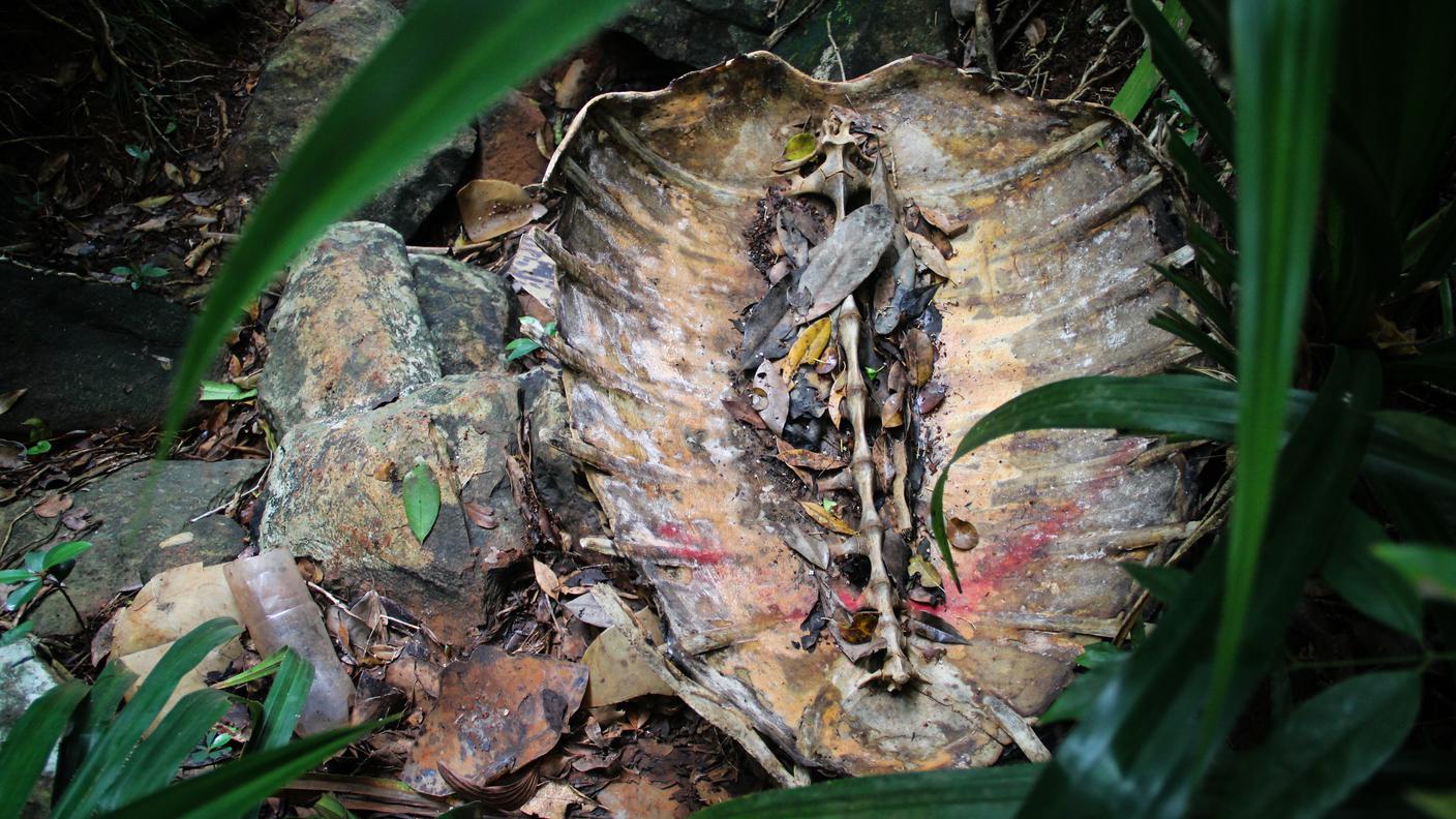 I bracconieri nascondono i carapaci nel fitto della foresta, dopo averne spolpato la preziosa carne
