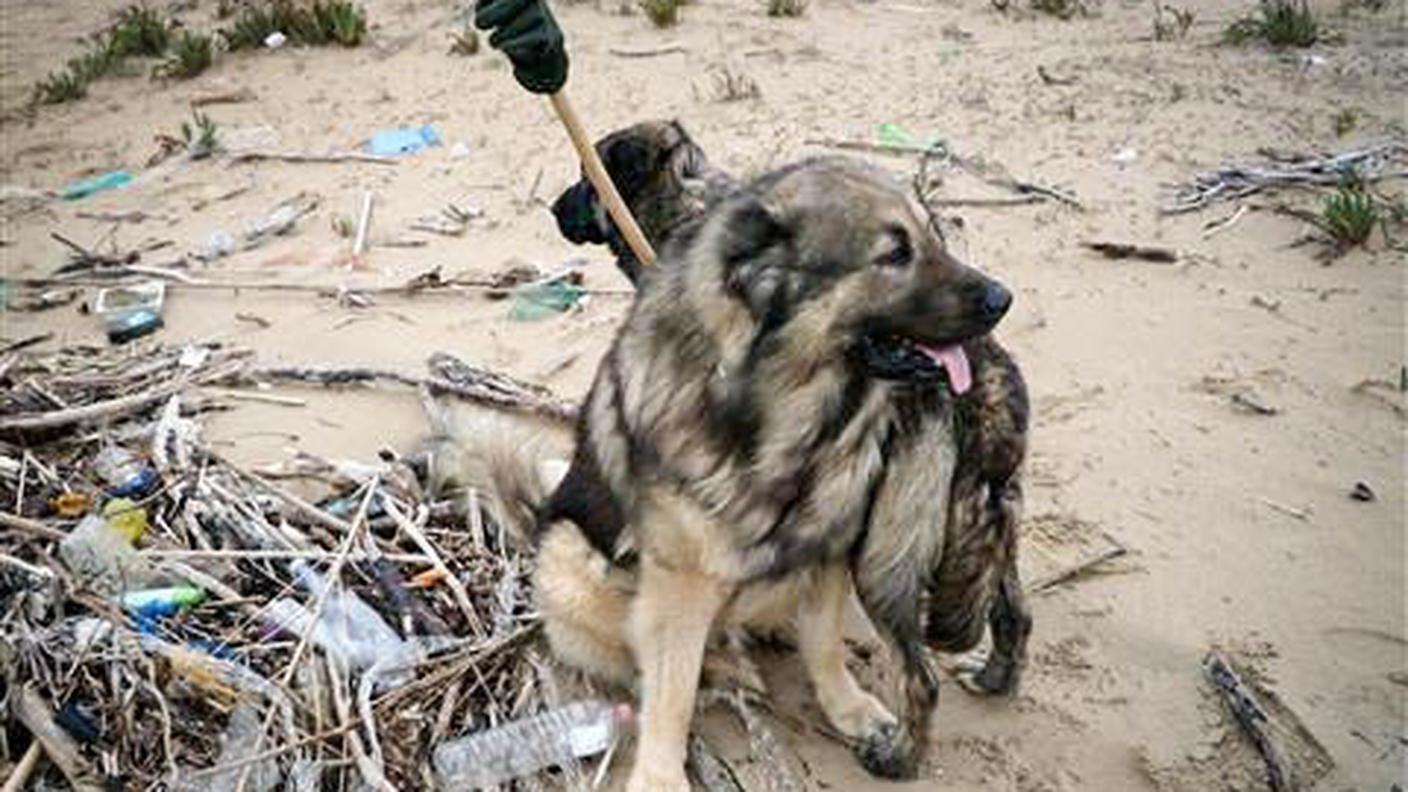 Kyra e Dago, con le loro scorribande, sono stati gli inconsapevoli ispiratori di questa incredibile attività di ricerca di messaggi trasportati dal mare