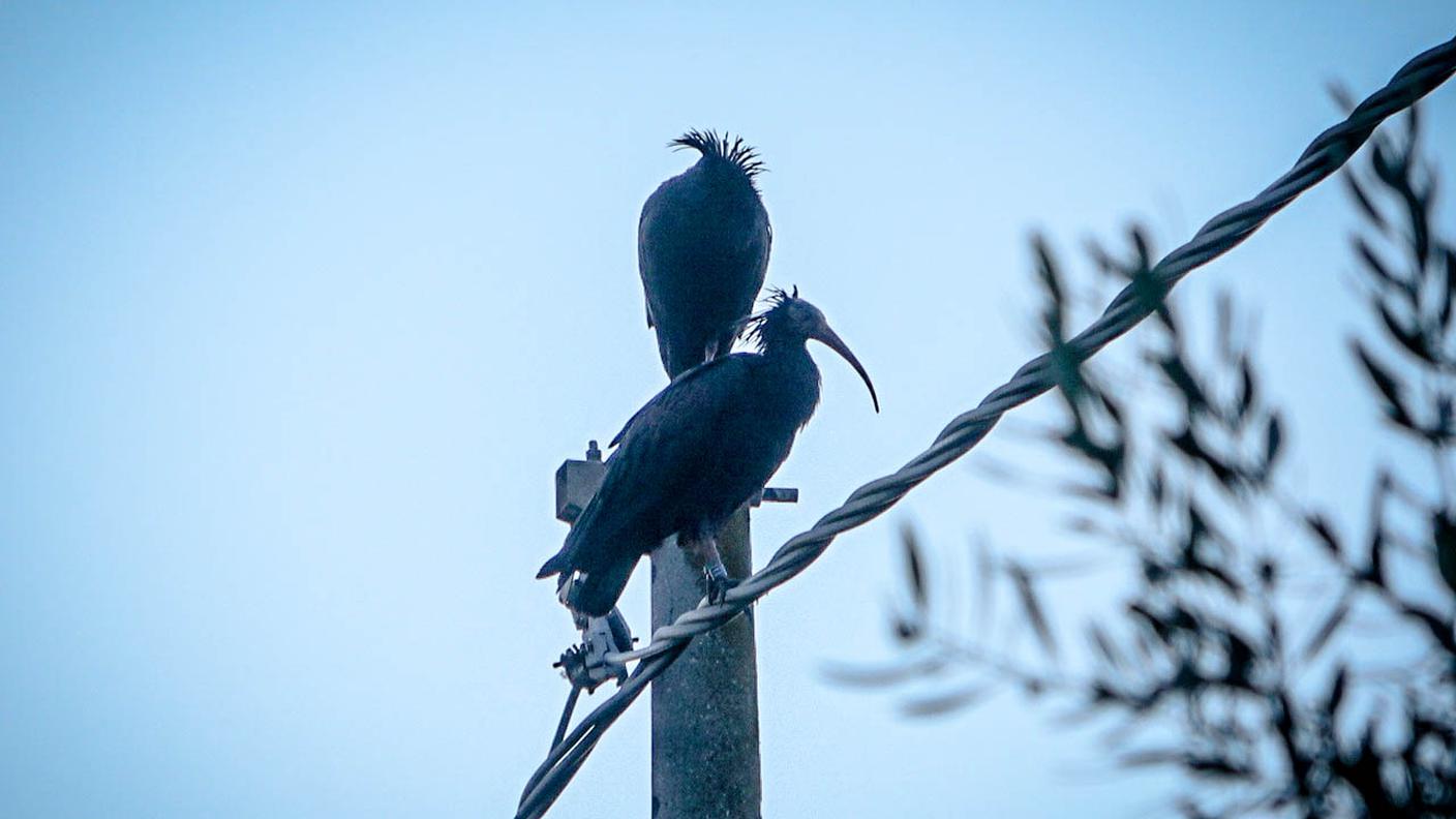 Ibis sul filo osservano la provinciale tra Orbetello e Porto Ercole