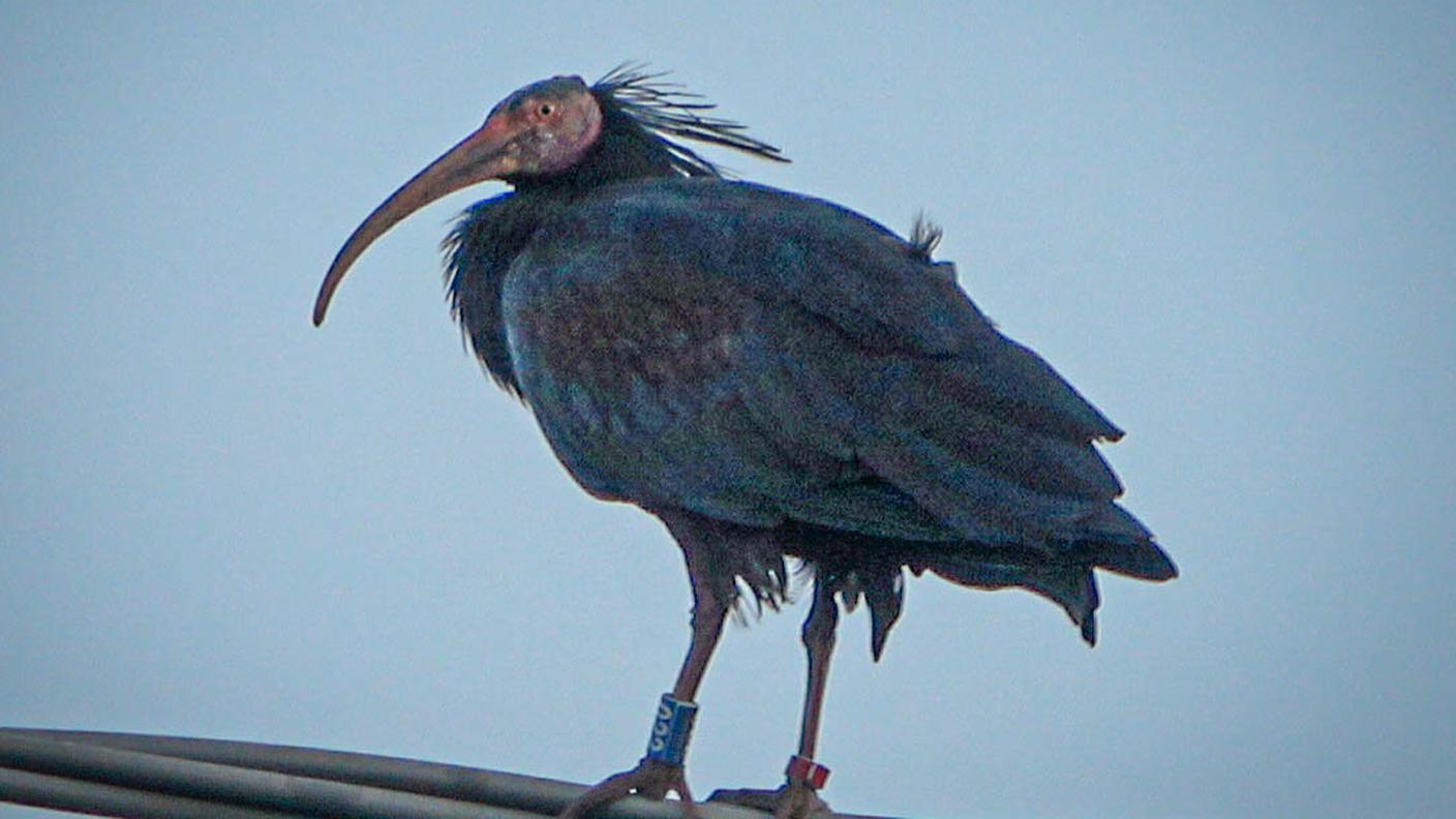 Uno degli Ibis del progetto europeo Waldrapp si riposa ad Orbetello