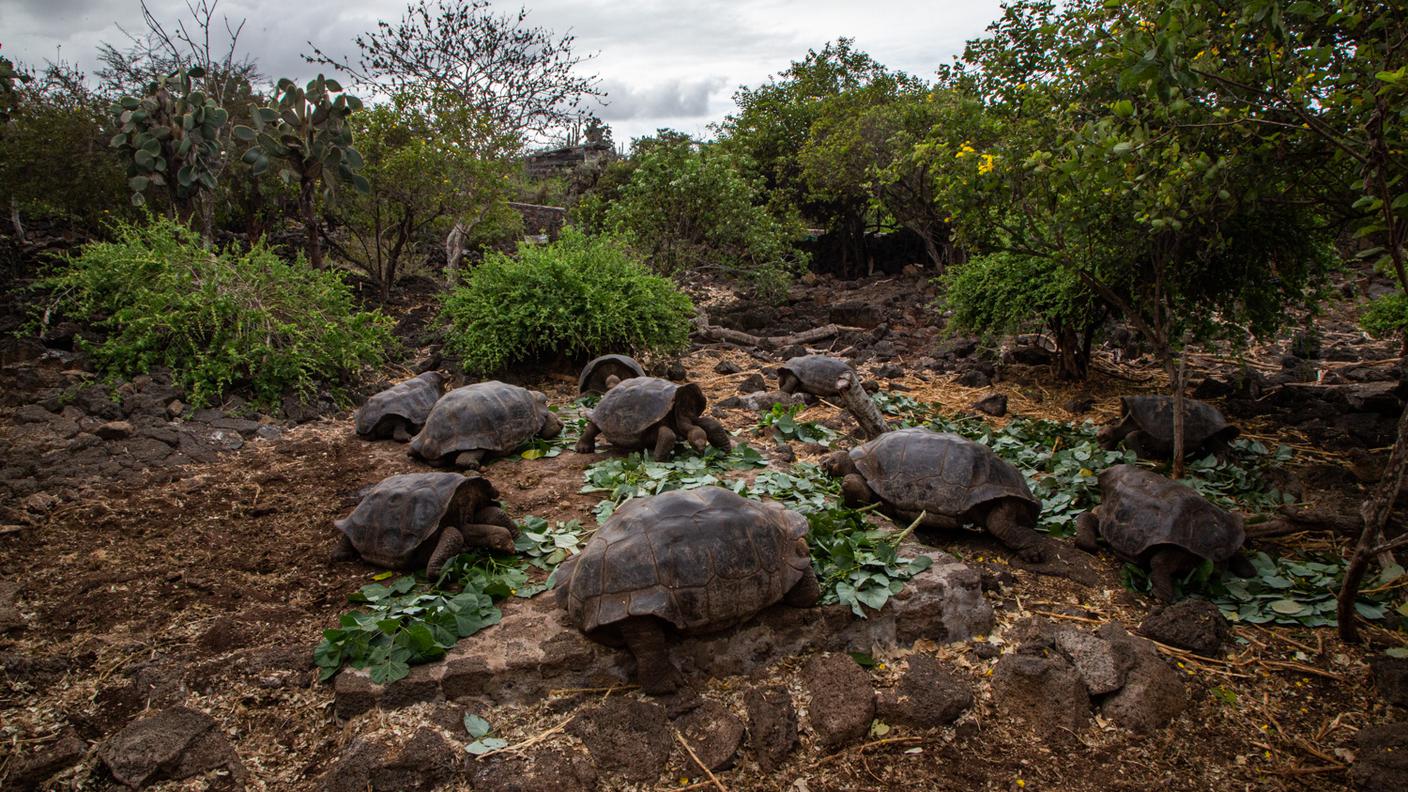 Le tartarughe giganti delle Galapagos