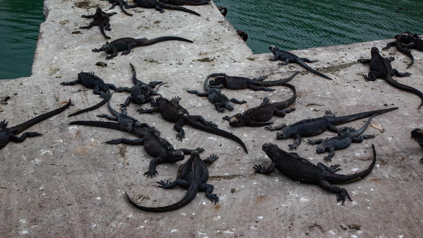 Le iguane marine dormono al sole del molo del porto di Puerto Ayora