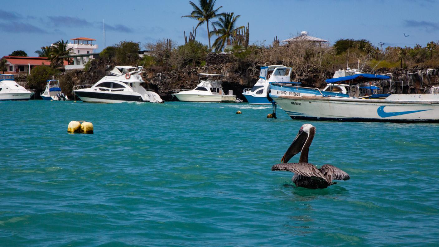Un pellicano che vive nella baia di Puerto Ayora