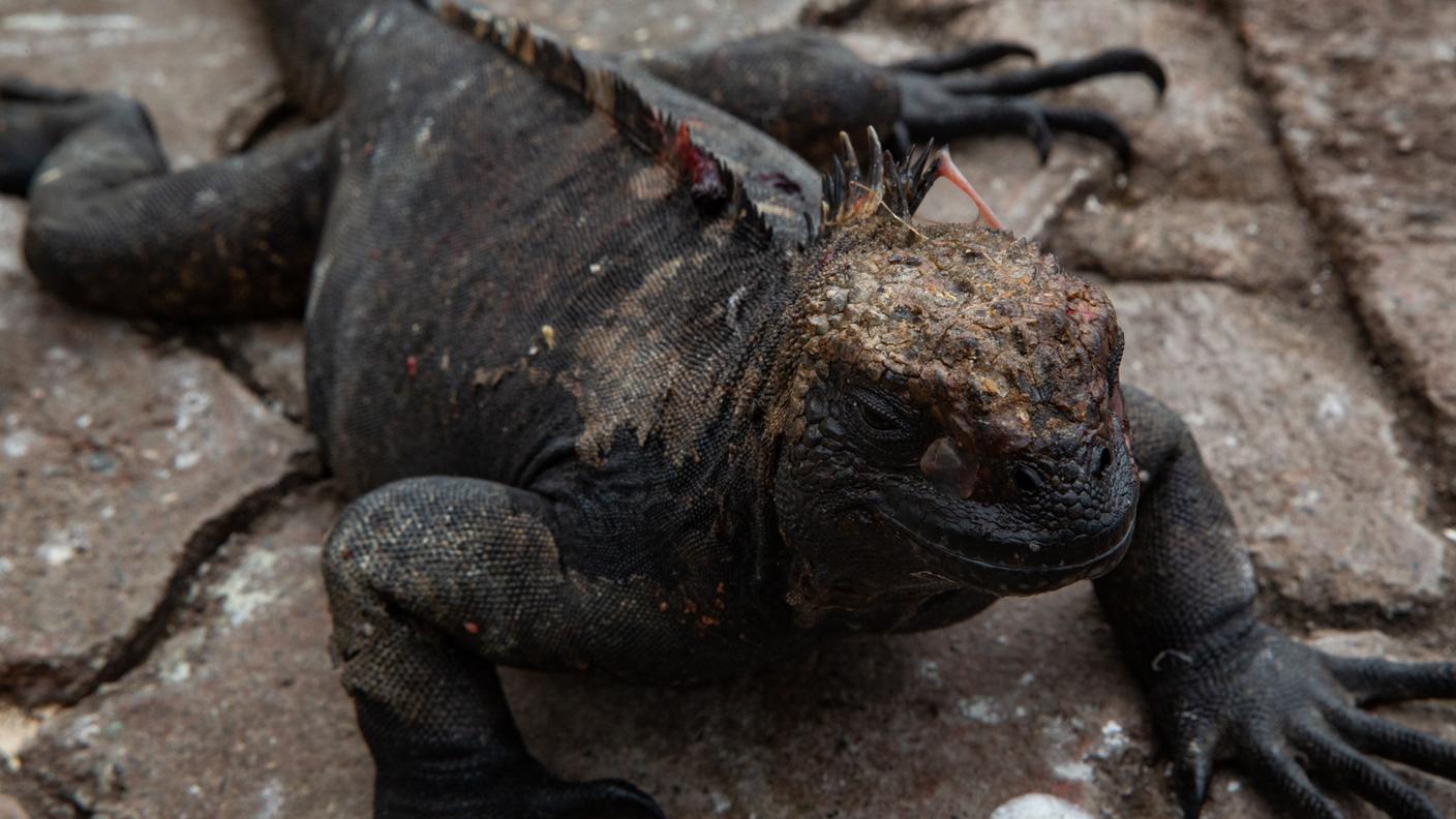 Un'iguana gigante delle Galapagos