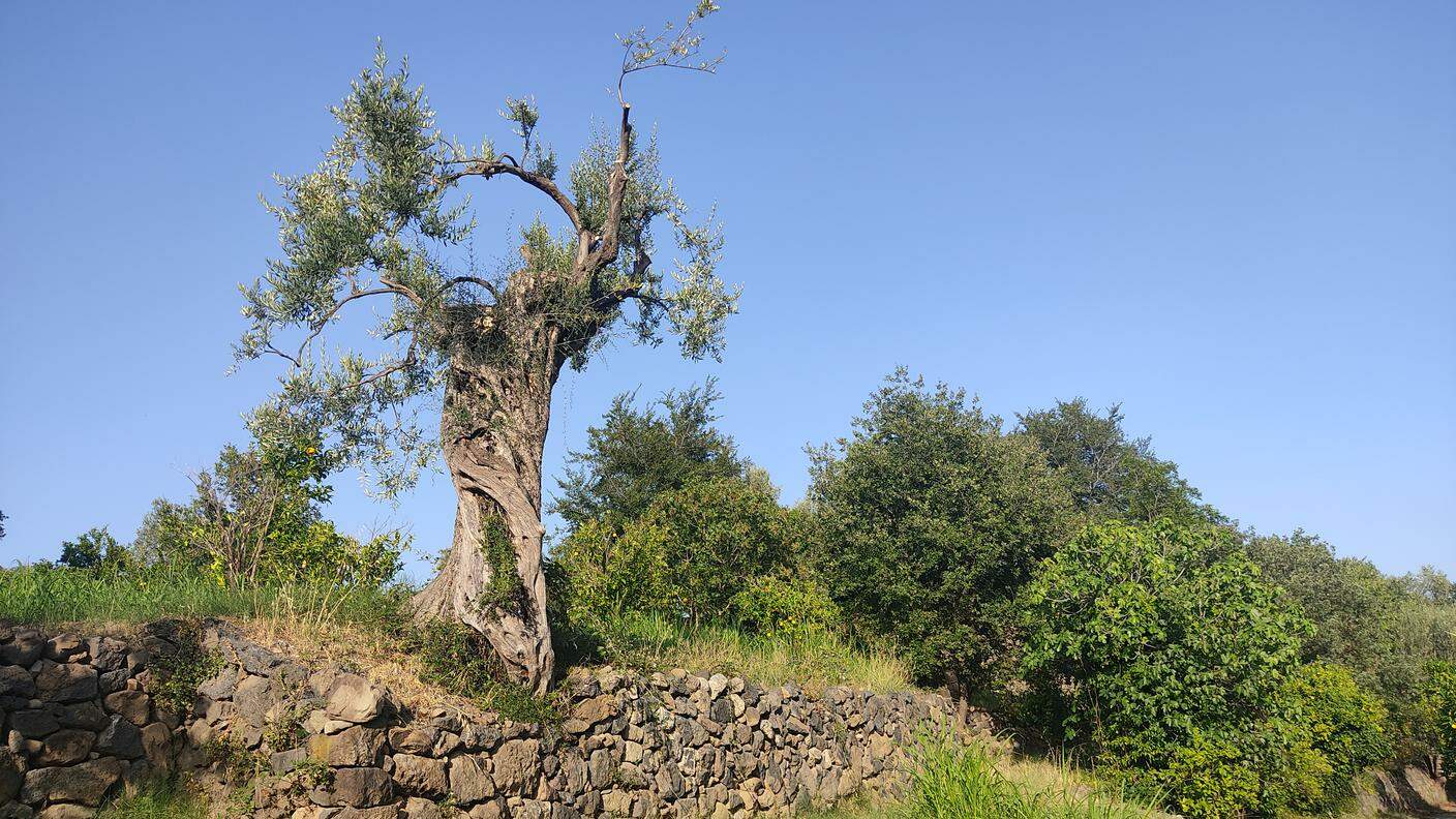 Uno degli olivi secolari di Gandria