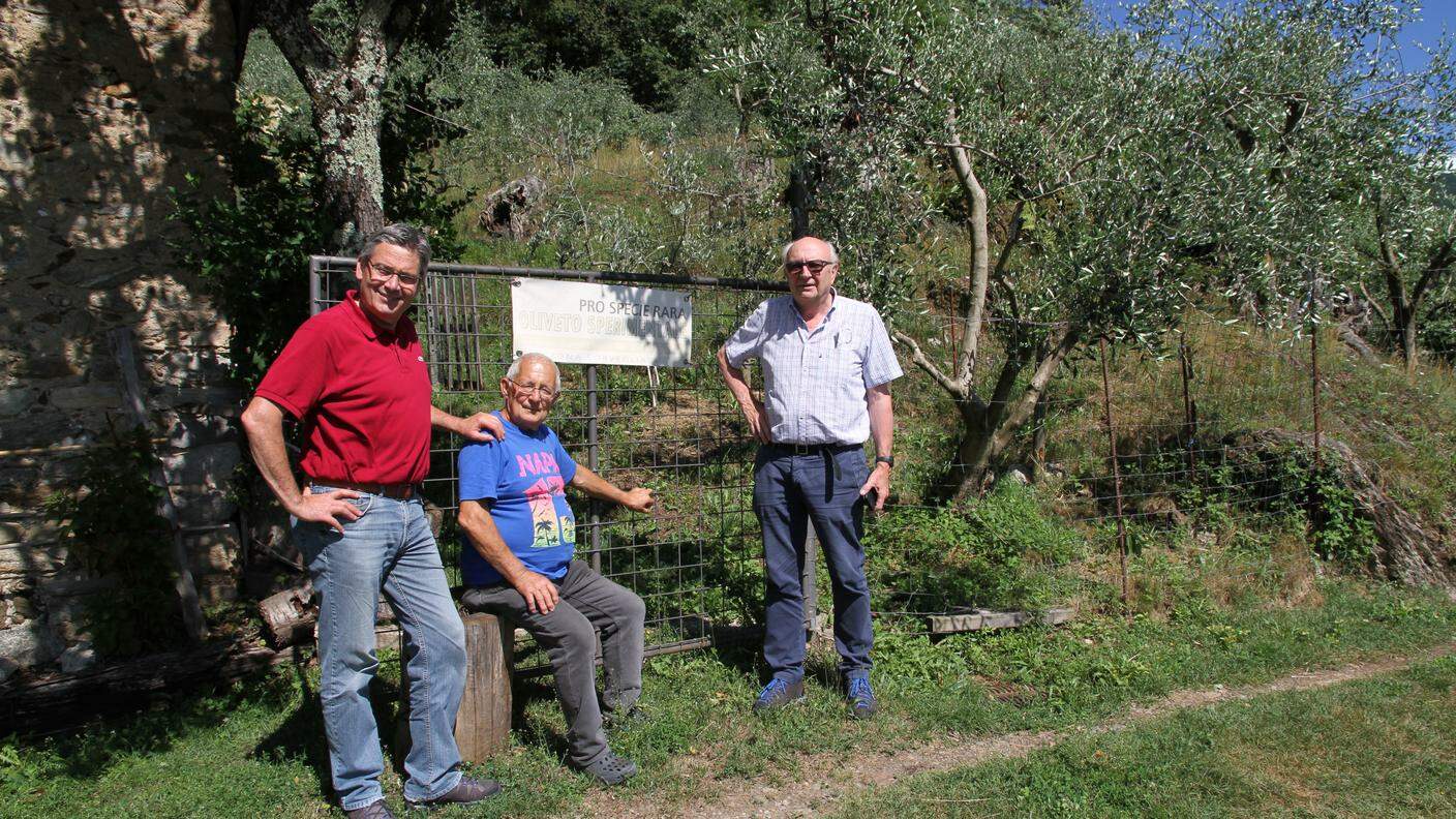 Claudio Premoli, Ennio Bianchi e Mario Piazzini davanti all'oliveto sperimentale di Pro Specie Rara a Sonvico