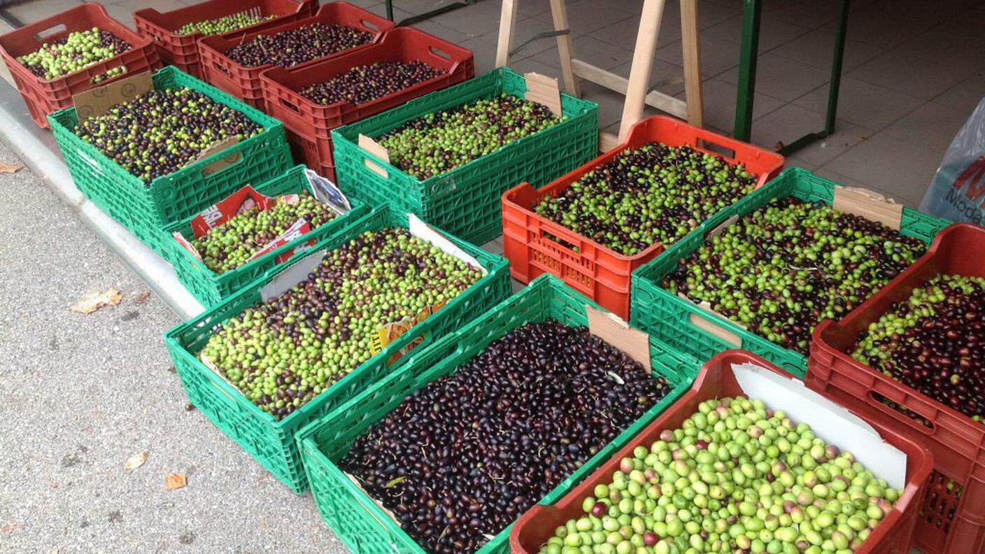 Le olive degli Amici dell'olivo pronte per essere macinate a Sonvico nel 2020