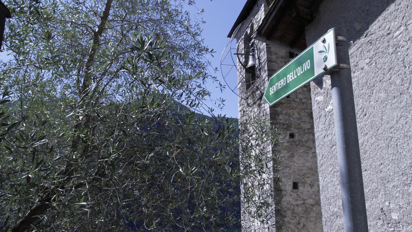 Gandria, il sentiero, l'olivo e il campanile