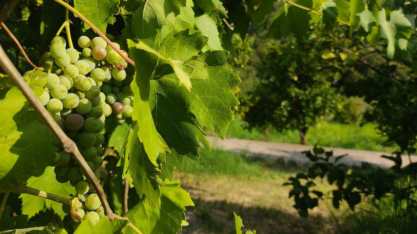 Un dettaglio delle vigne di Faedo in Trentino
