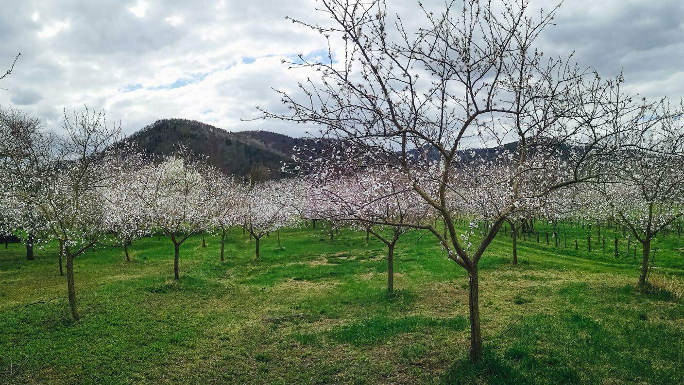 Albicocchi in fiore la scorsa primavera nel pisano