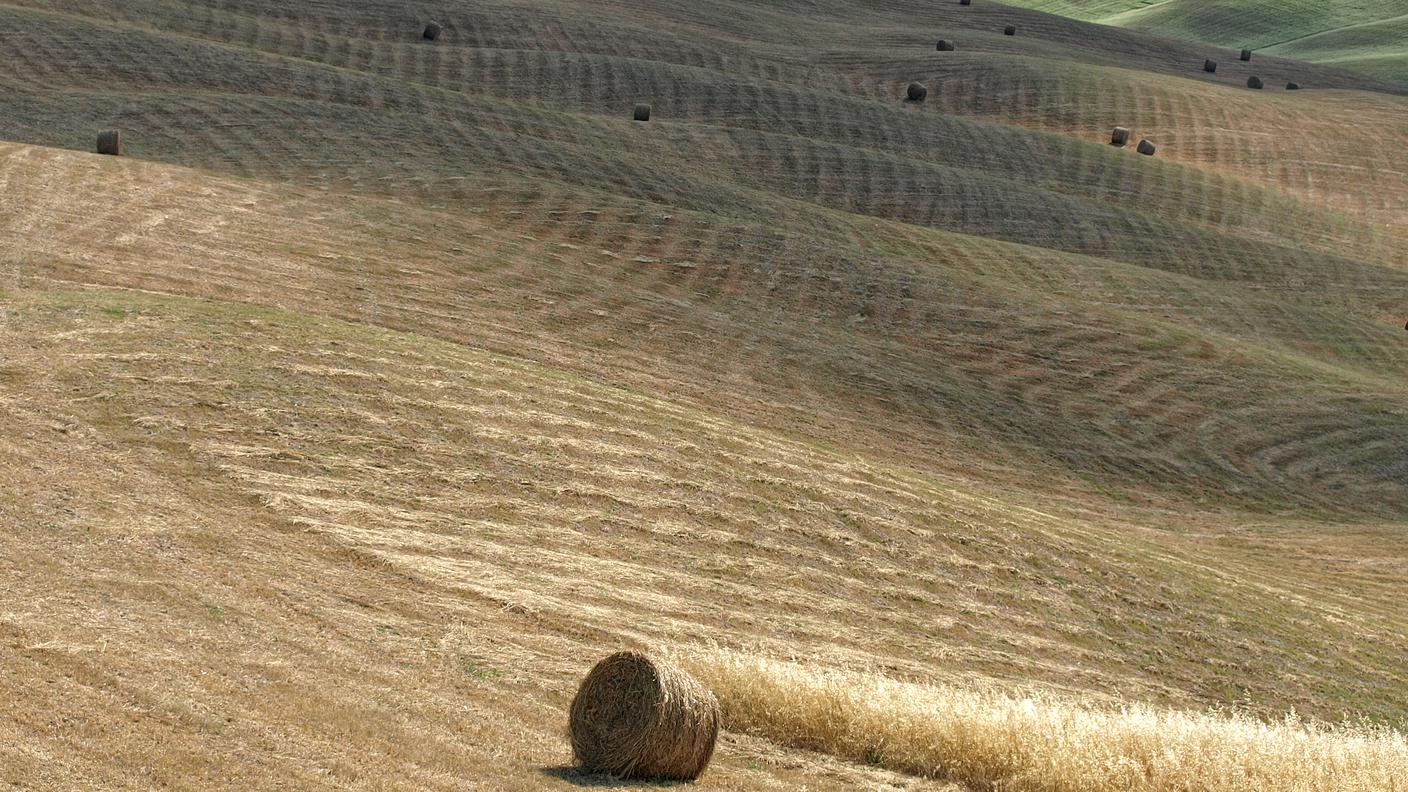 Balle di paglia in un campo dopo la trebbiatura di quest'anno, in Capitanata