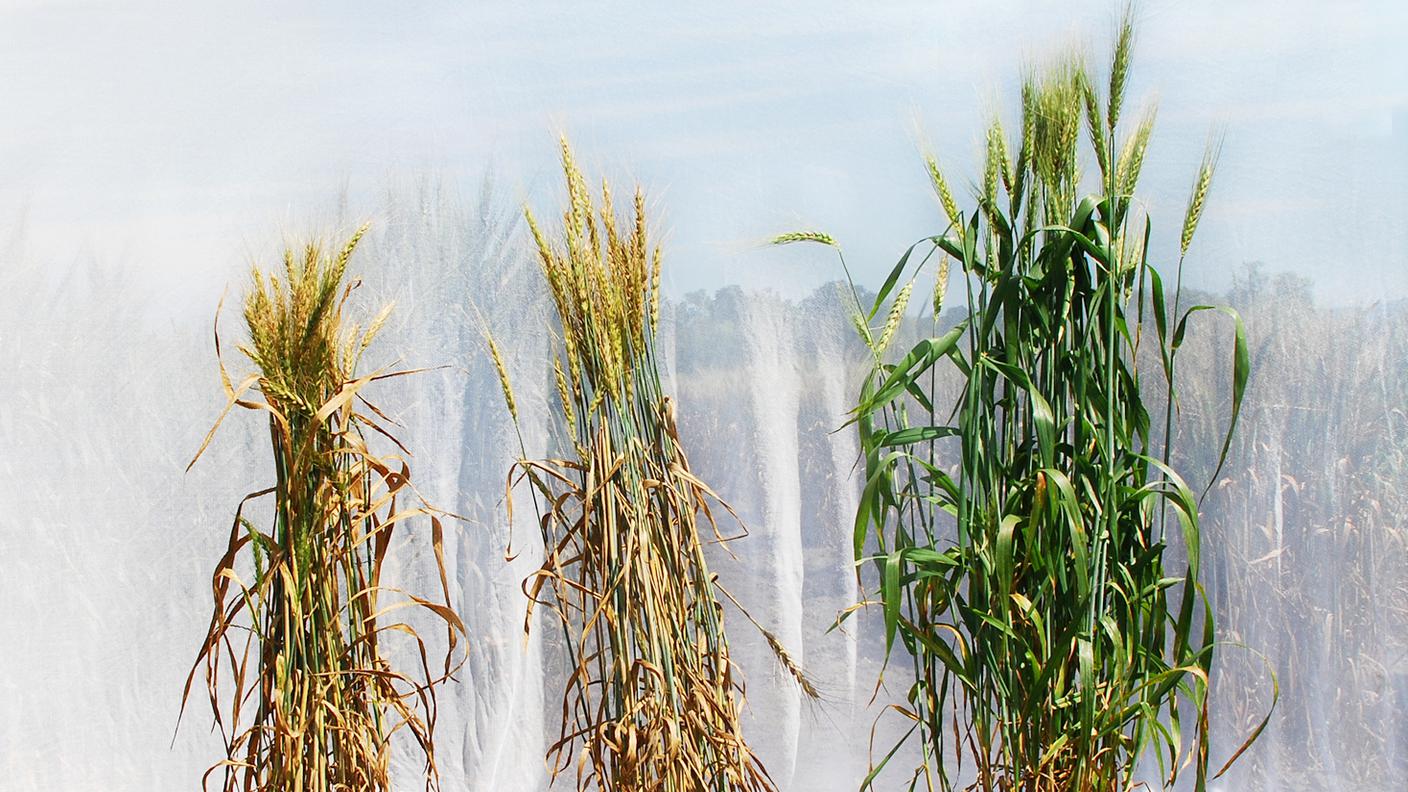 Tre diverse varietà di grano, selezionate dai ricercatori