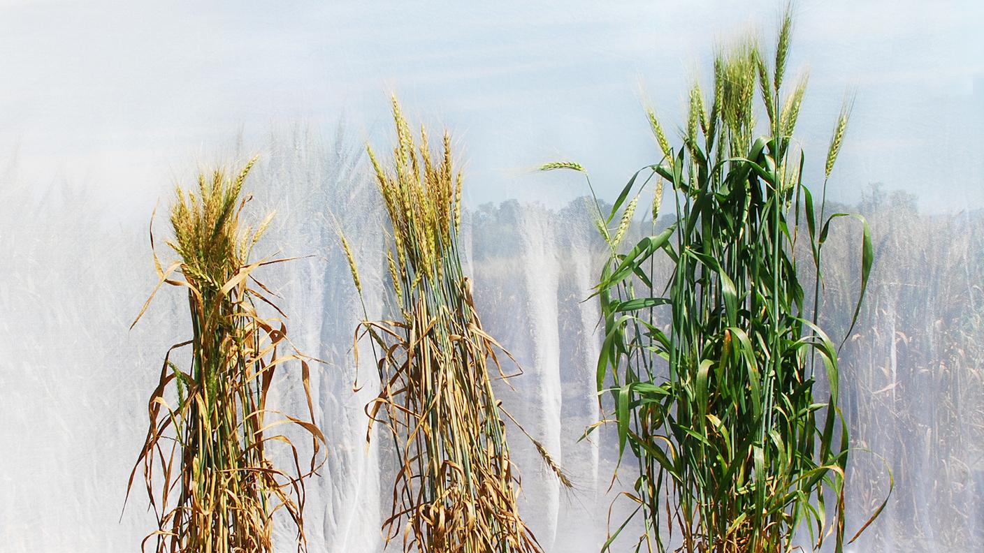 Tre diverse varietà di grano, selezionate dai ricercatori