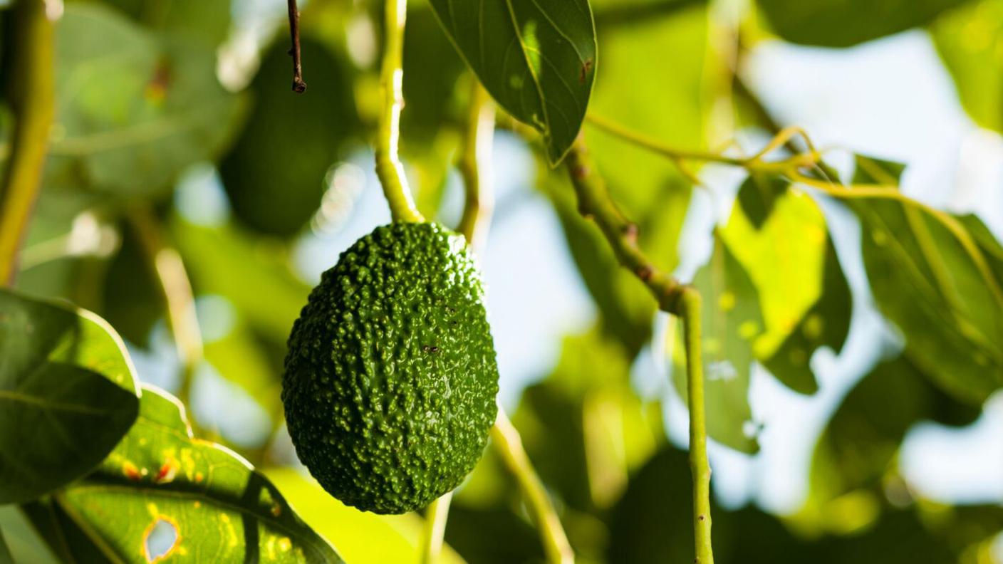Gli avocado maturi di SiciliaAvocado