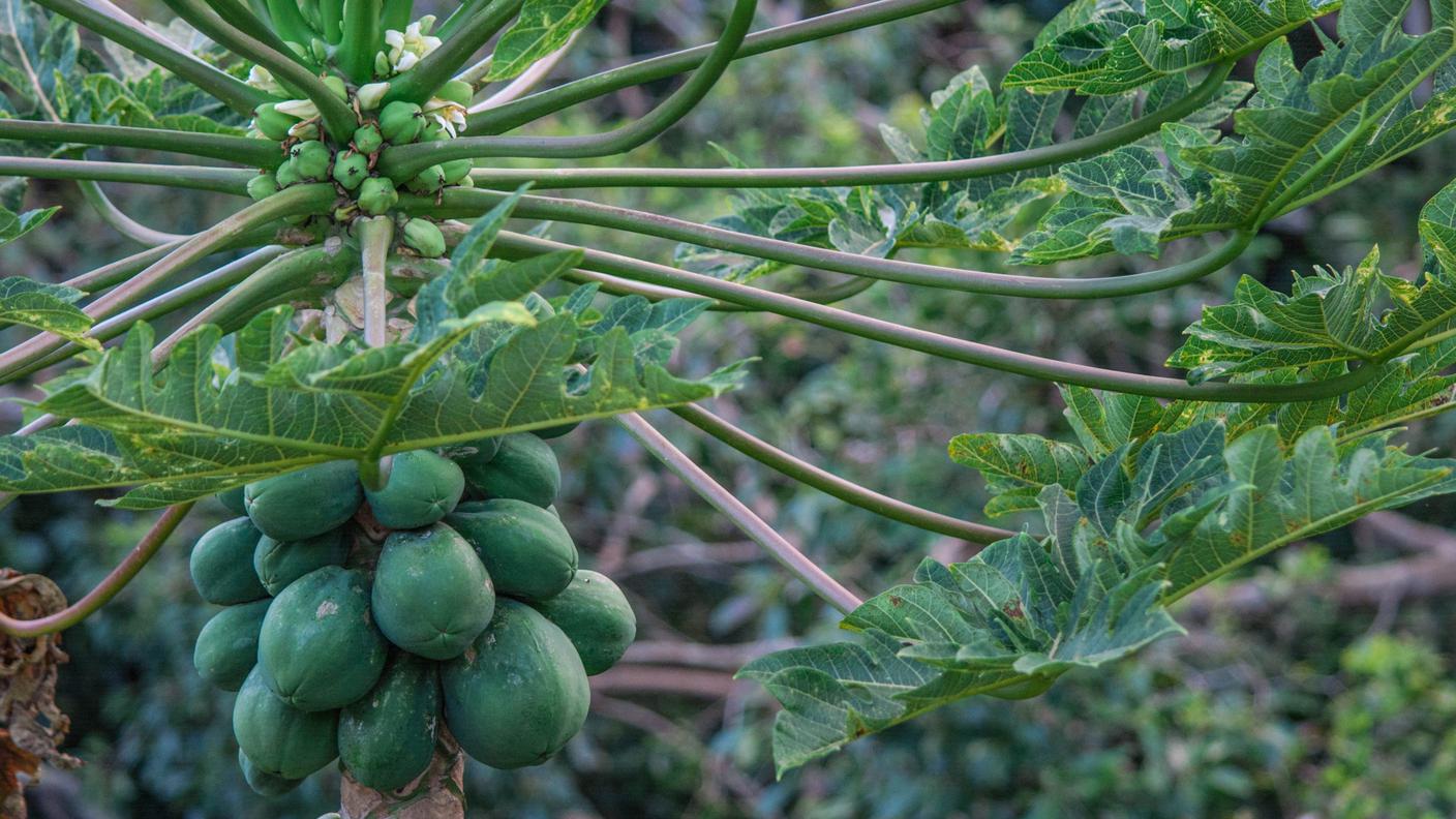 Un dettaglio di una pianta di papaia con i frutti appesi al tronco