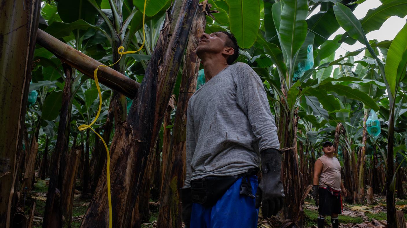 Le condizioni di lavoro sono precarie. Qui due operai agricoli in un bananeto