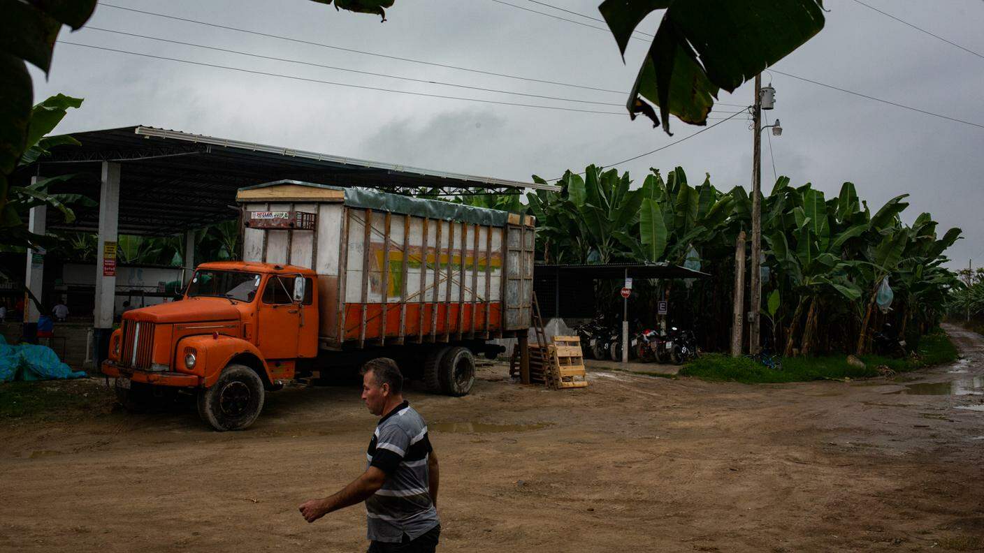 Dalla campagna le banane vengono trasportate in camion fino al porto di Puerto Bolívar