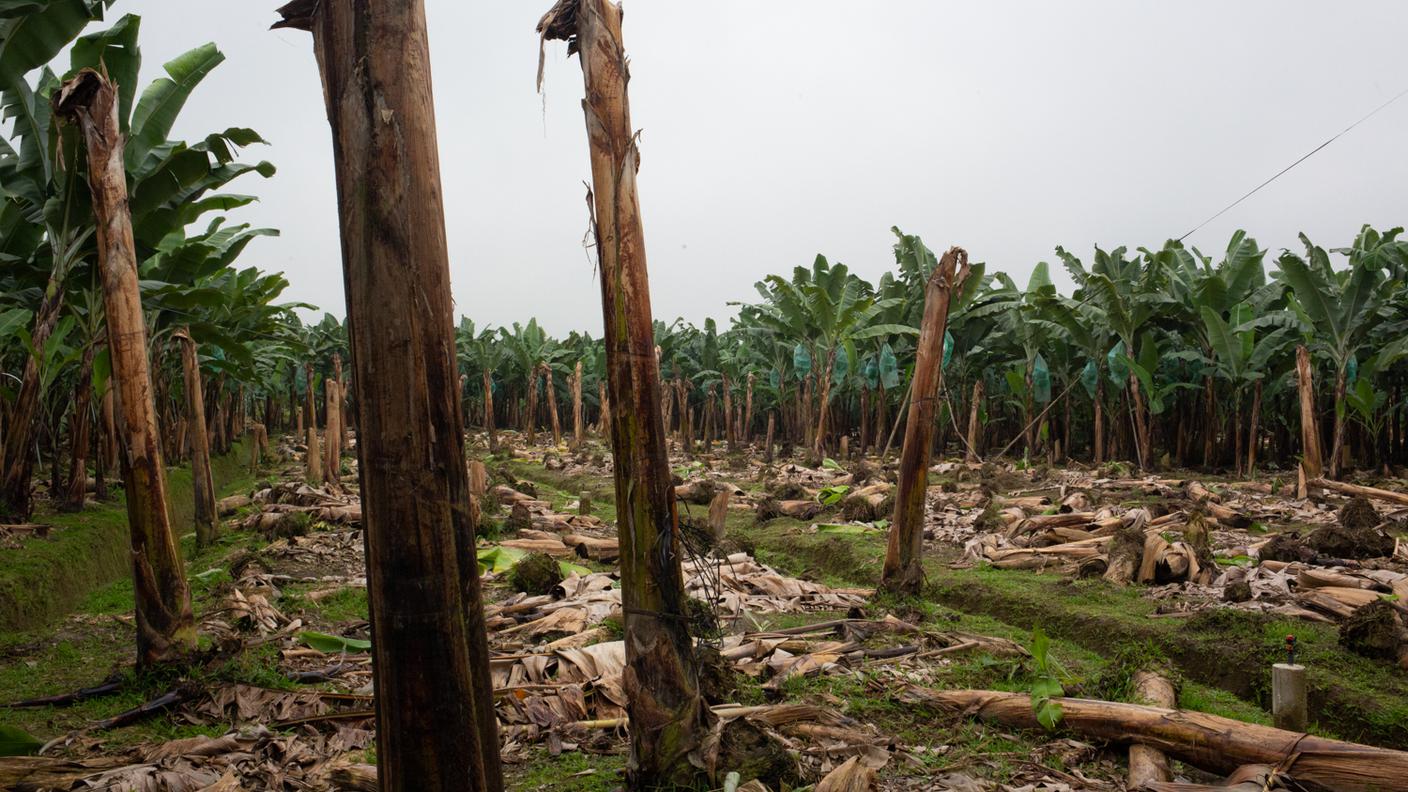 Il rinnovo di una piantagione di banane