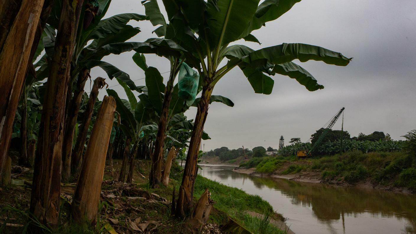Una piantagione di banane nei pressi del Rio Huegon