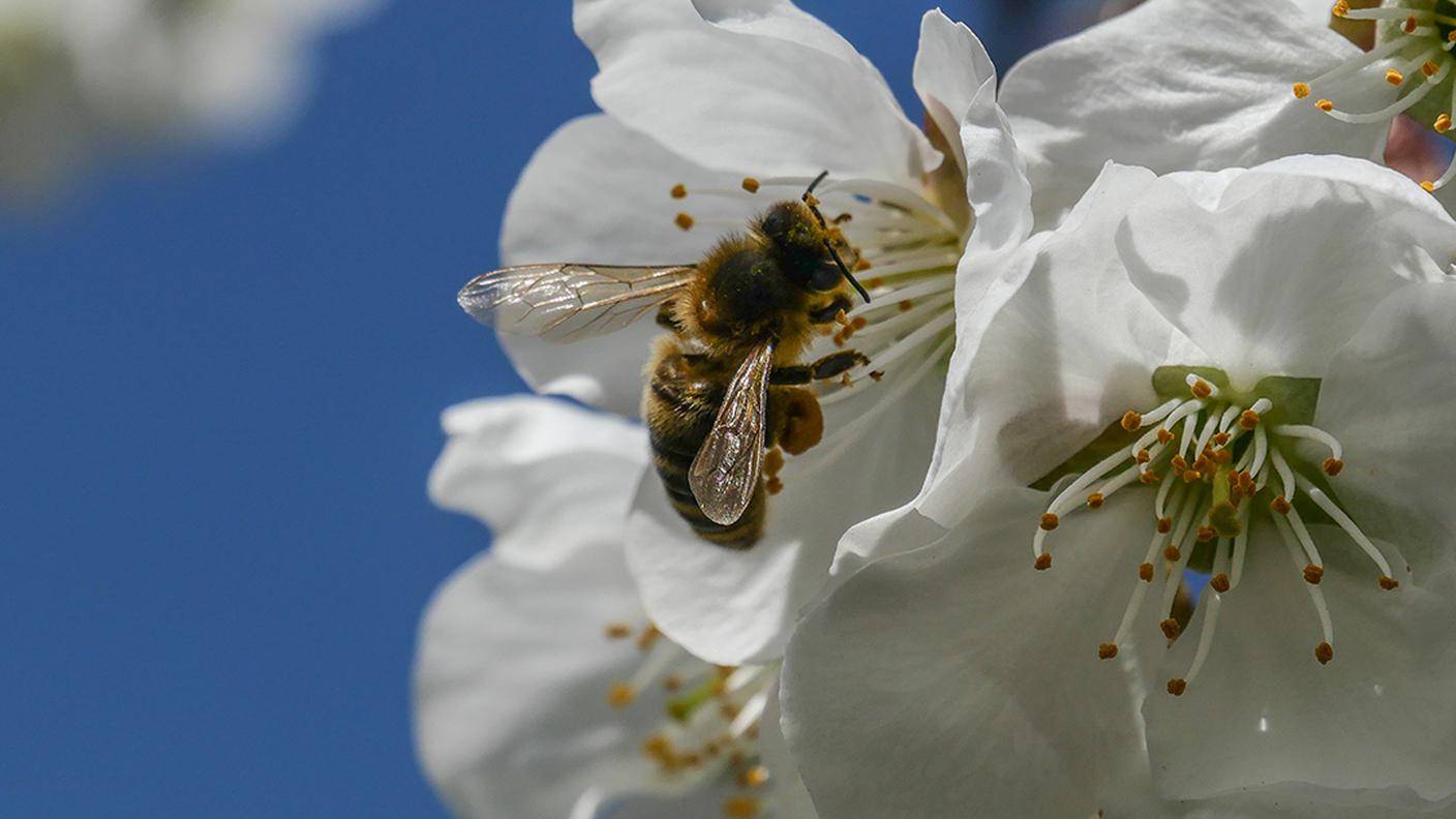 Biodiversità ed economia