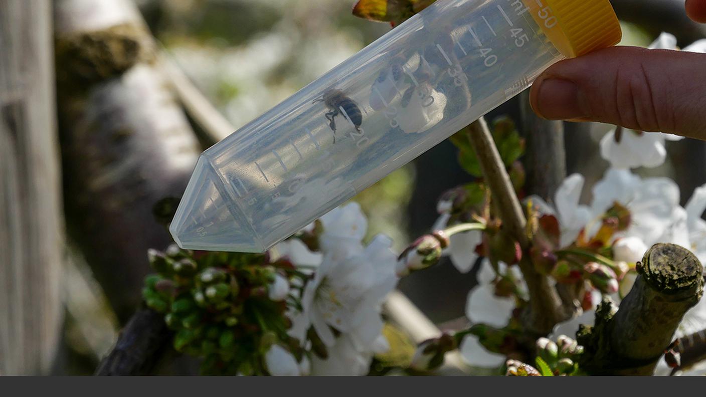 Biodiversità ed economia 4