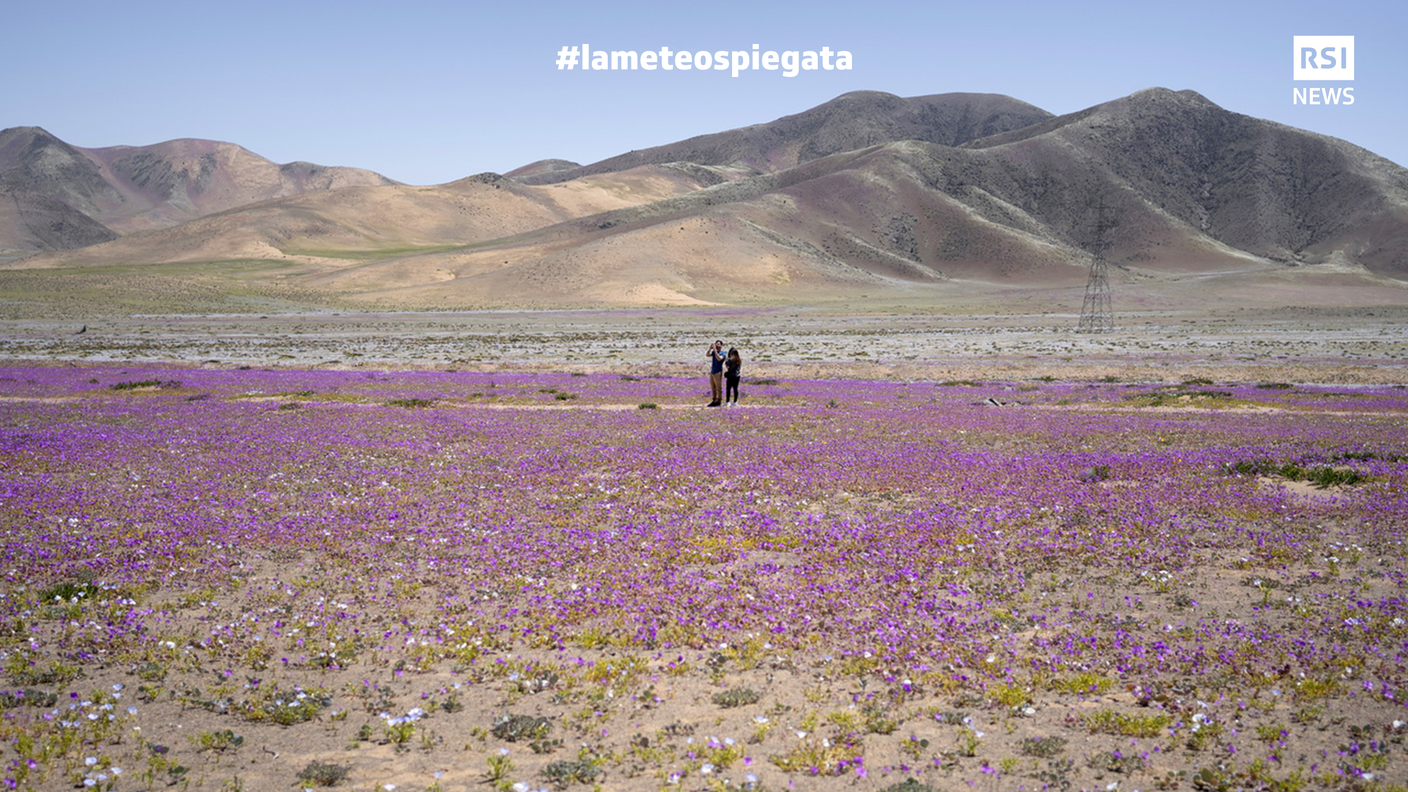 fiori in fiore nel deserto di Atacama, Cile, 09 ottobre 2022. Considerato il più arido del mondo, enomeno naturale impressionante quasi duecento specie di piante fioriscono_LOGO.jpg.png