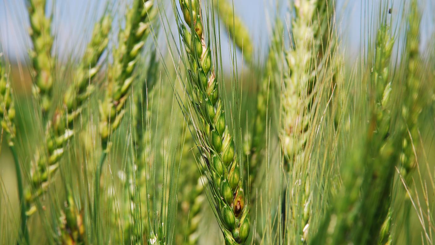 Spighe di grano attaccate da parassiti fungini in Capitanata