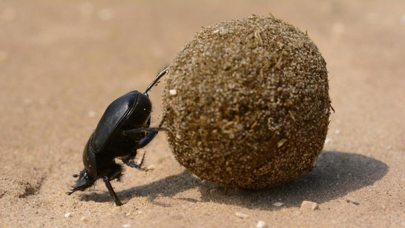 Uno scarabeo stercorario