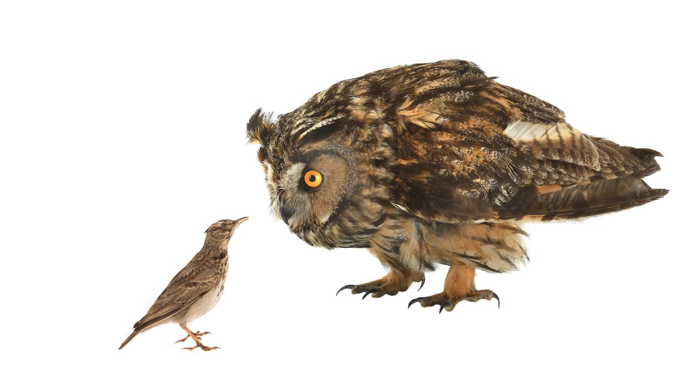 Nella descrizione dei cronotipi umani allodole e gufi sono metafore per illustrare chi si addormenta presto e chi invece lo fa tardi