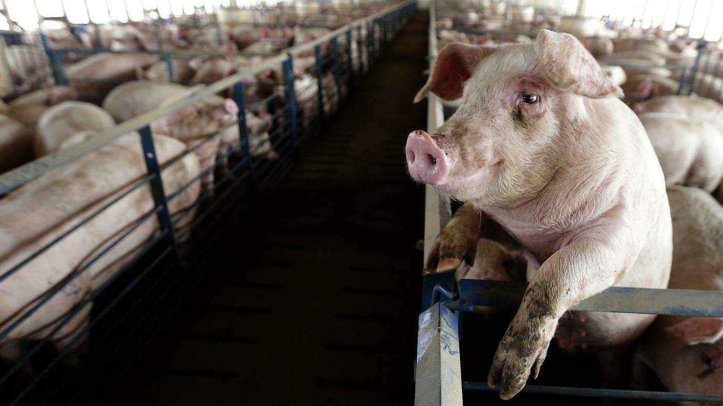 Gli antibiotici sono usati negli allevamenti intensivi con animali in pessime condizioni per evitare che questi si ammalino