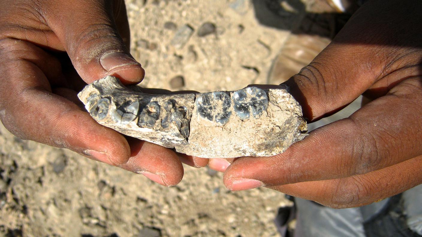 Quest'antica mandibola dimostra l'anzianità dell'umanità 