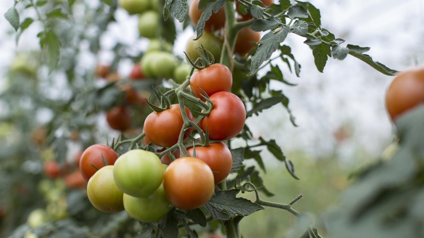 Frutti sempre più grandi