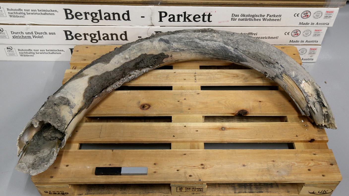 L'animale è vissuto circa 20'000 anni fa 