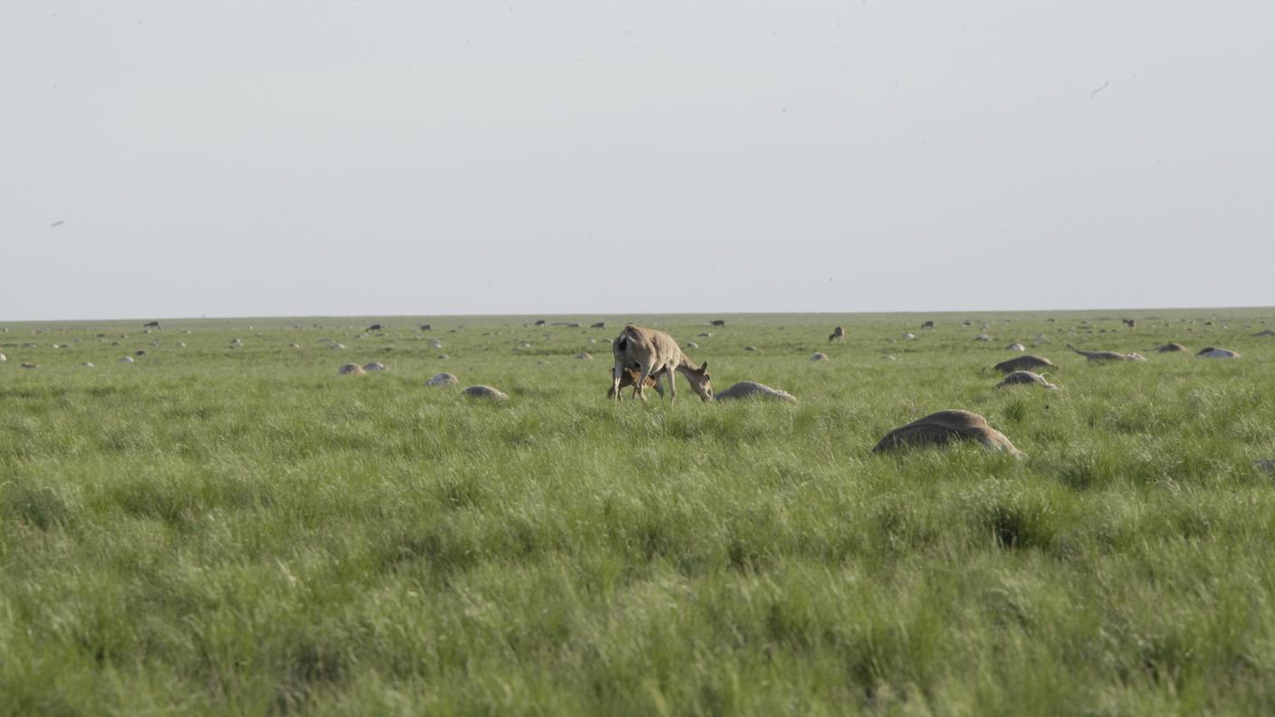 Maggio 2015: le steppe disseminate di carcasse