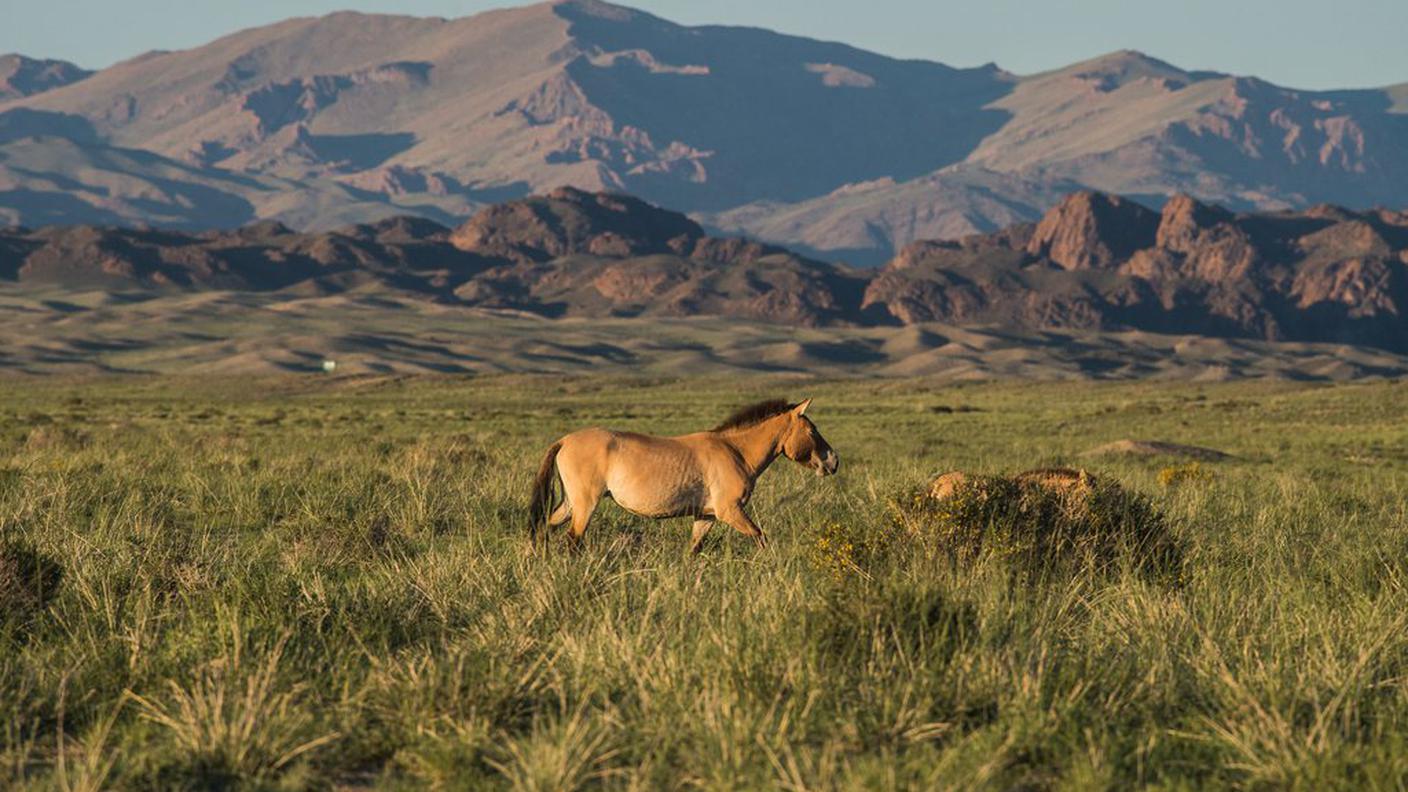 Trovato feto del progenitore del cavallo