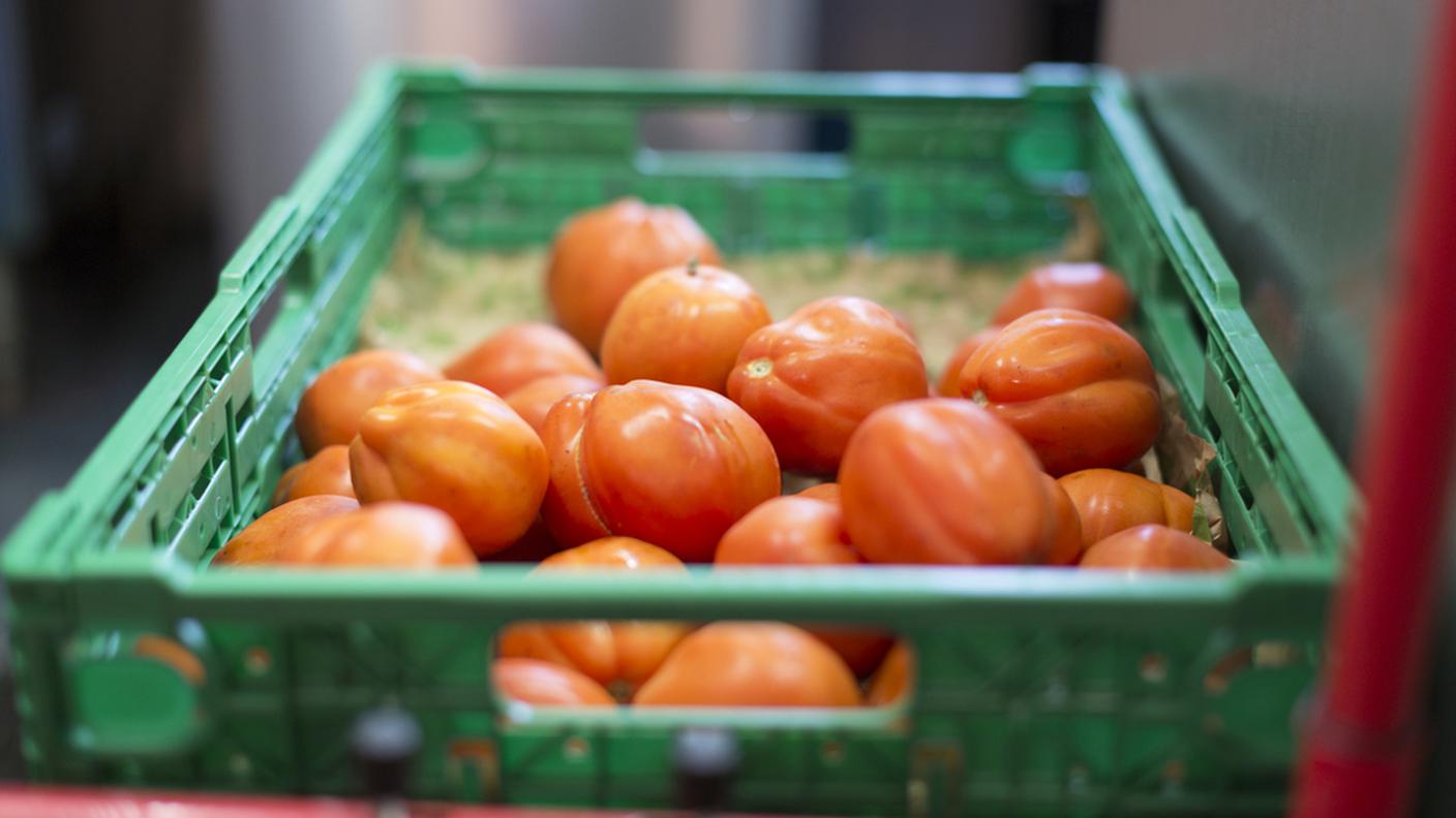 Sfatato un mito, il pomodoro può anche far ingrassare
