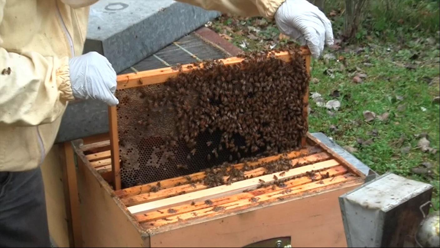 Le api: dall'alveare alle scatolette