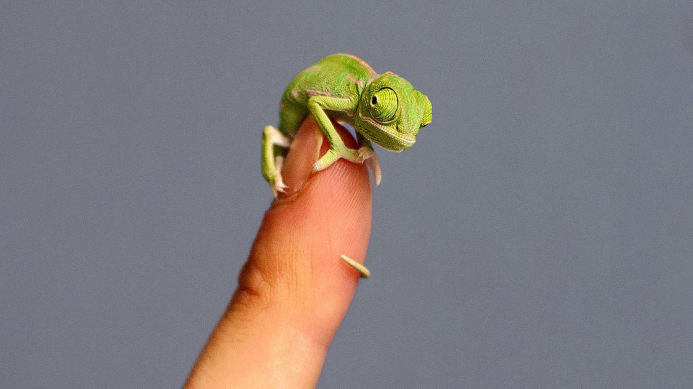 Un piccolo miracolo della natura