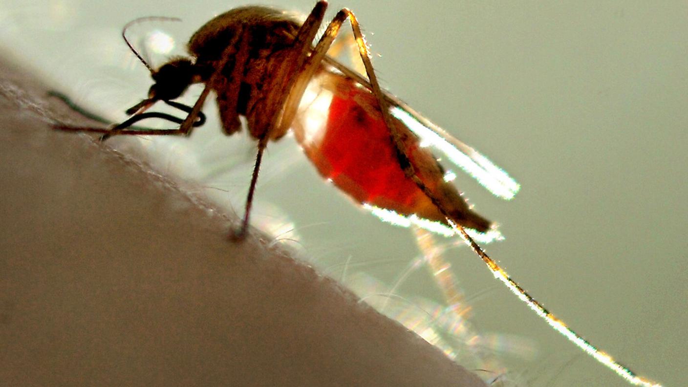 Due tipi di zanzare possono trasmettere il virus Zika