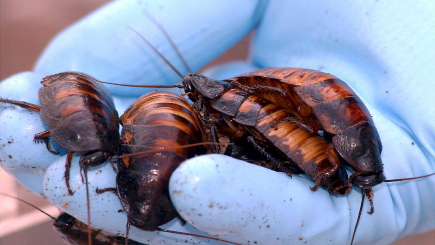 Sono animali dalle indiscusse capacità motorie