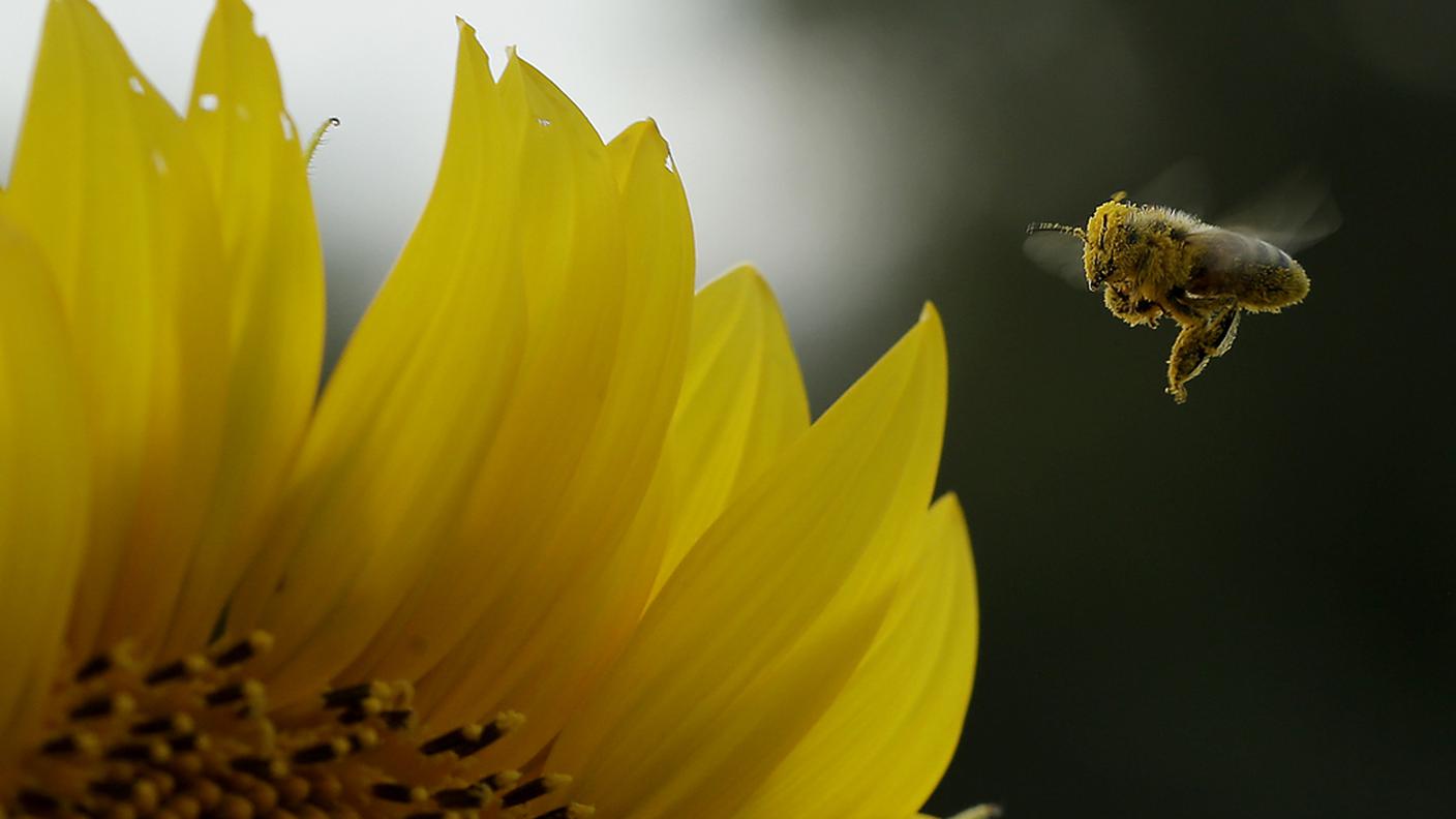 Il colore e il profumo ma anche il campo elettrico