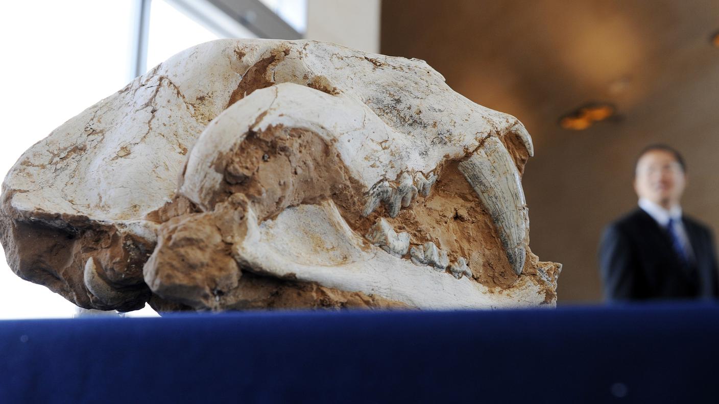 Un teschio di smilodon, la tigre dai denti a sciabola, ritrovato in Egitto nel 2009