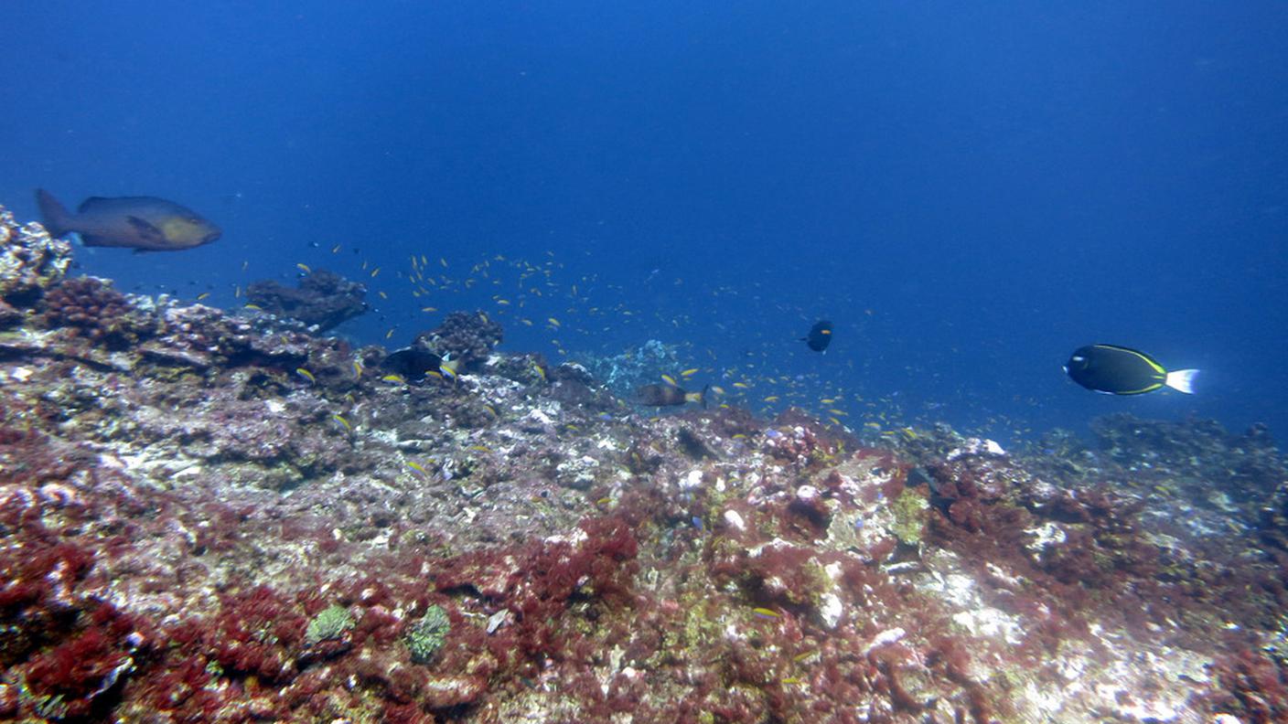 Al corallo non piace l'acqua troppo calda