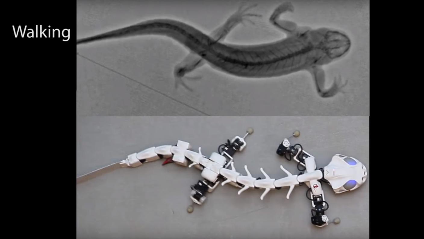 Il confronto con il video a raggi X