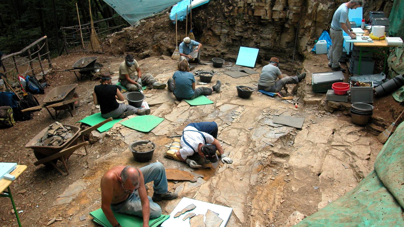 Scoperto sul San Giorgio un nuovo tipo di pesce fossile